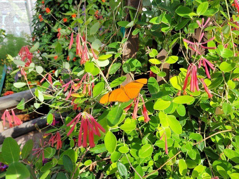 Galaxy S21 Camera Sample Butterfly Tent