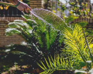 how to get rid of spider mites - a man hosing down a plant in garden - irene-davila-O1PHdGGcljQ-unsplash