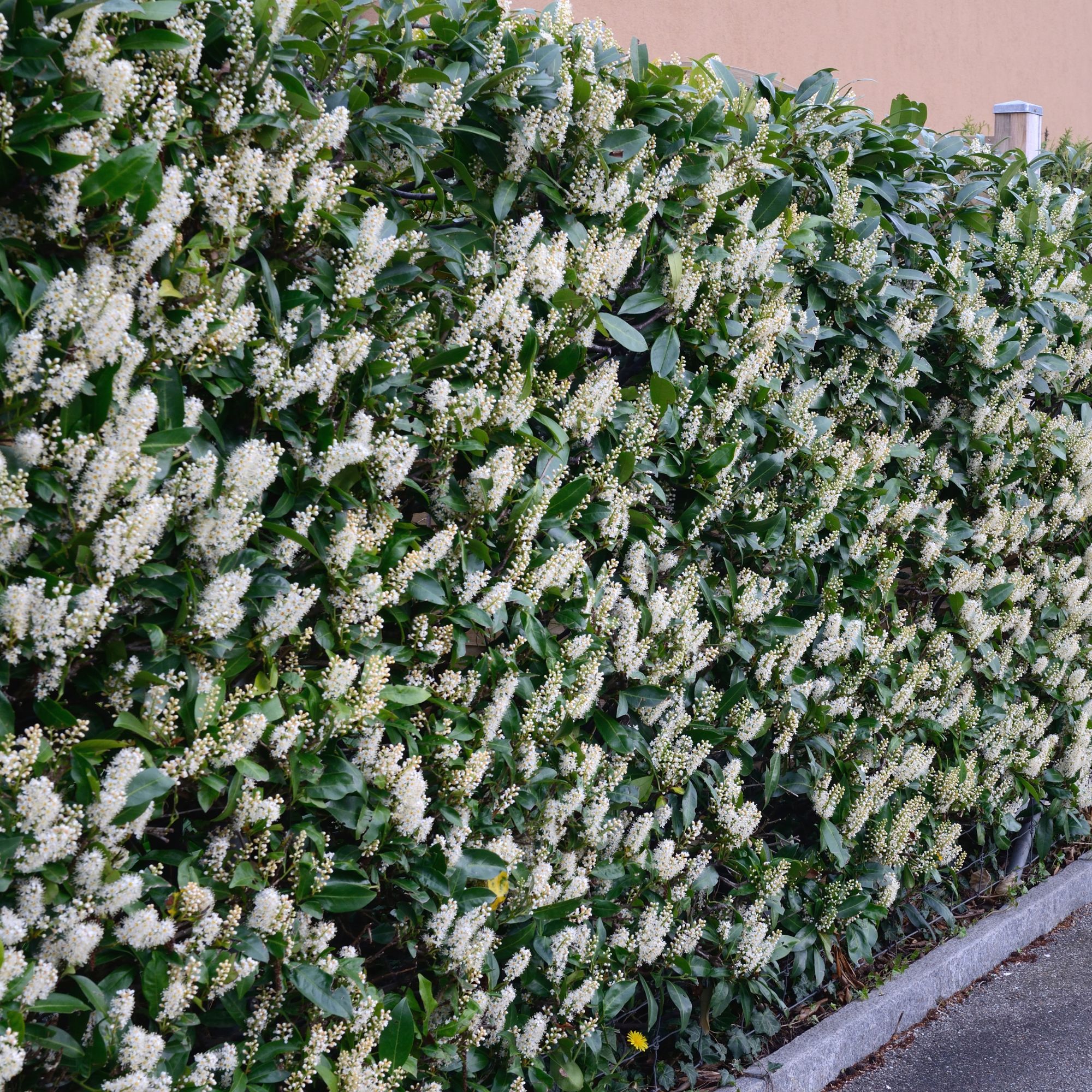 cherry laurel hedge garden screening