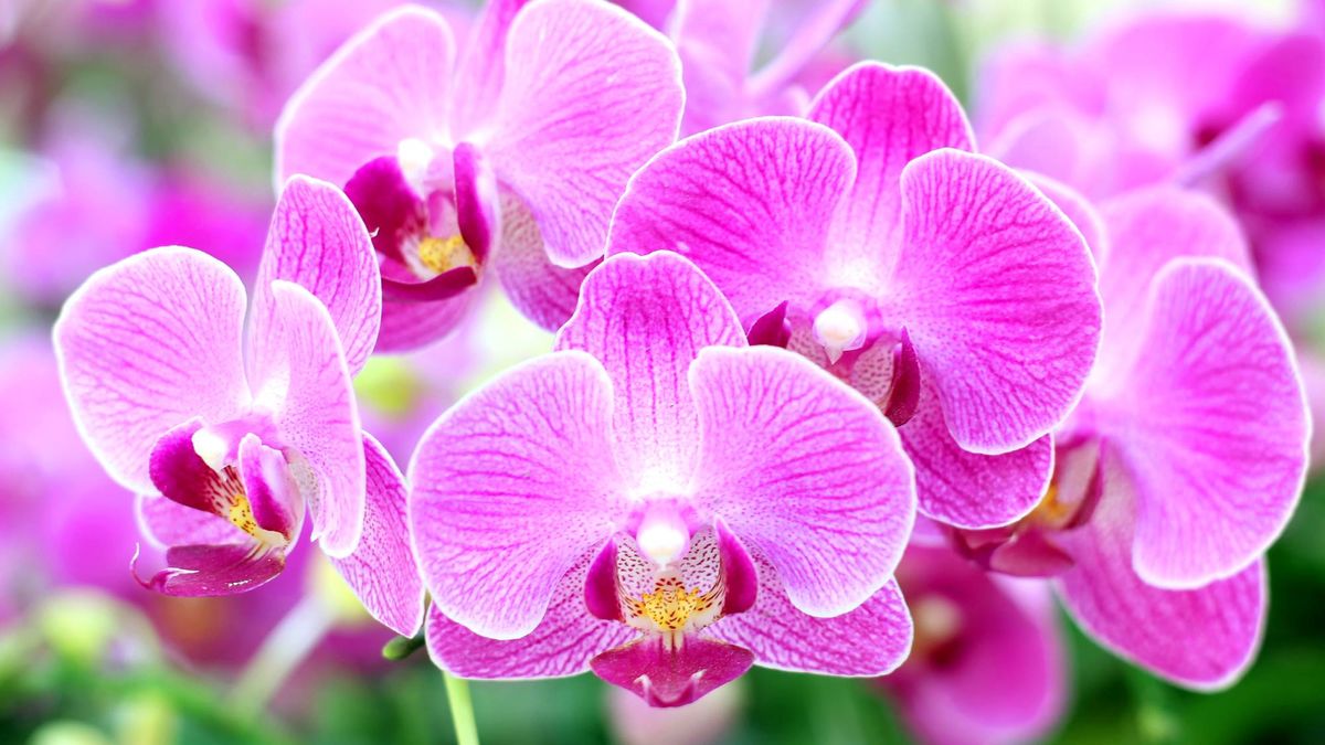 What to Do With Orchids in June – 5 Easy Care Tips to Help Them Thrive This Summer