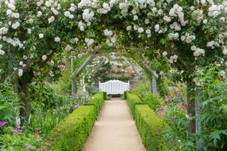 Rose garden ideas - Rose garden arches at National Trust Mottisfont