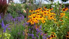 Flower border with black-eyed Susan and lavender