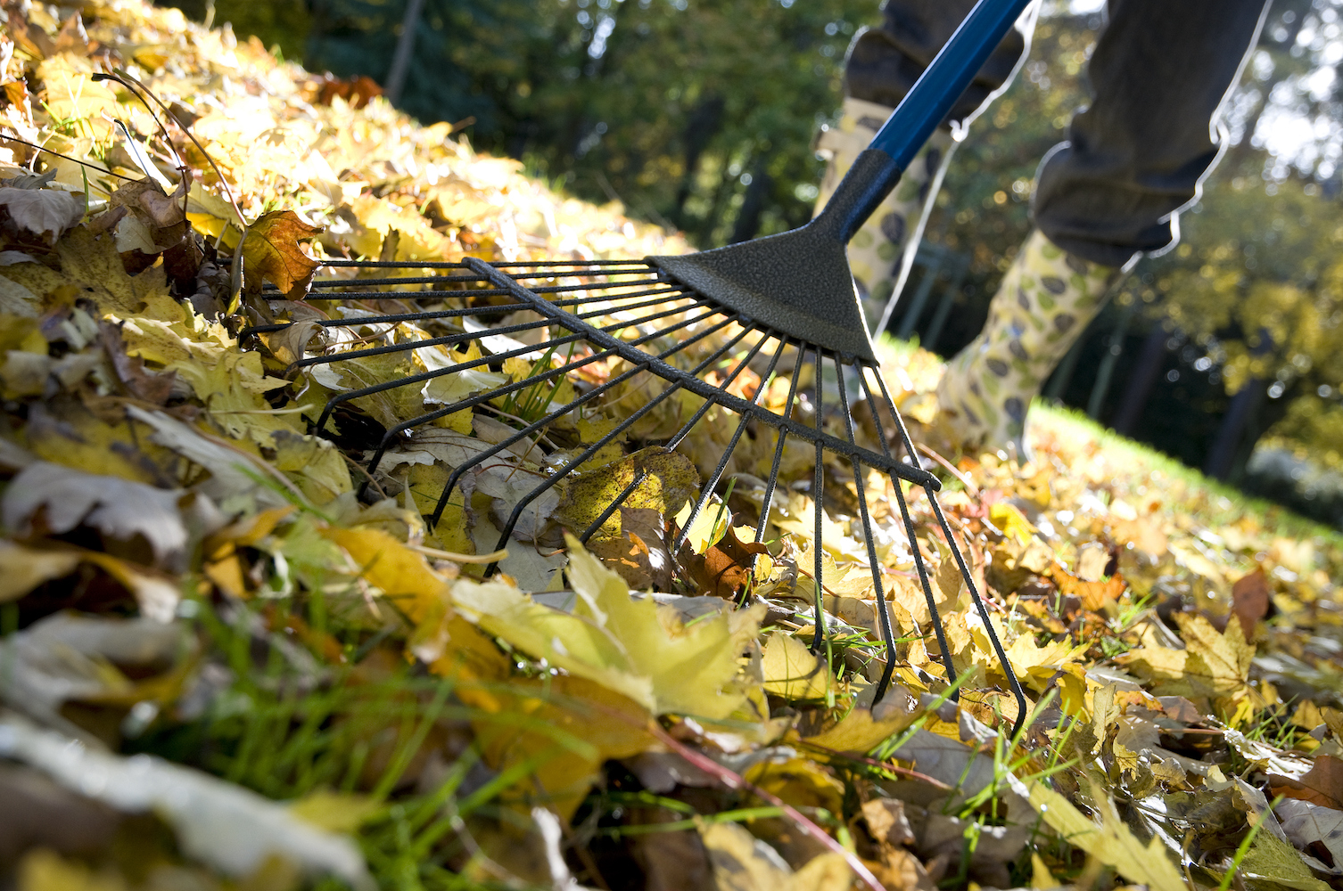 4 things to do to your lawn in October | Livingetc