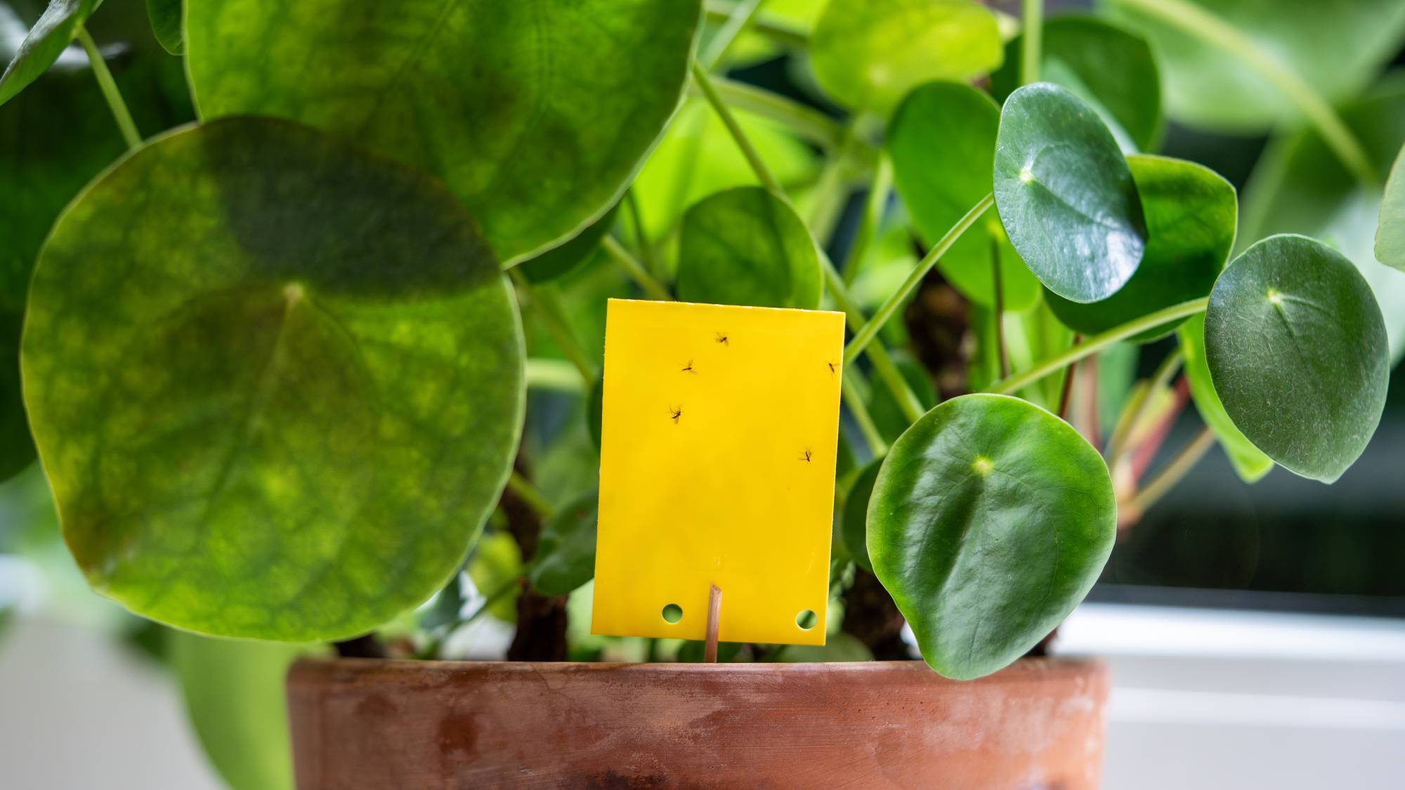 A sticky fungus gnat trap in a potted Chinese money plant