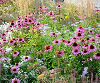 prairie planting with rudbeckia and coneflower