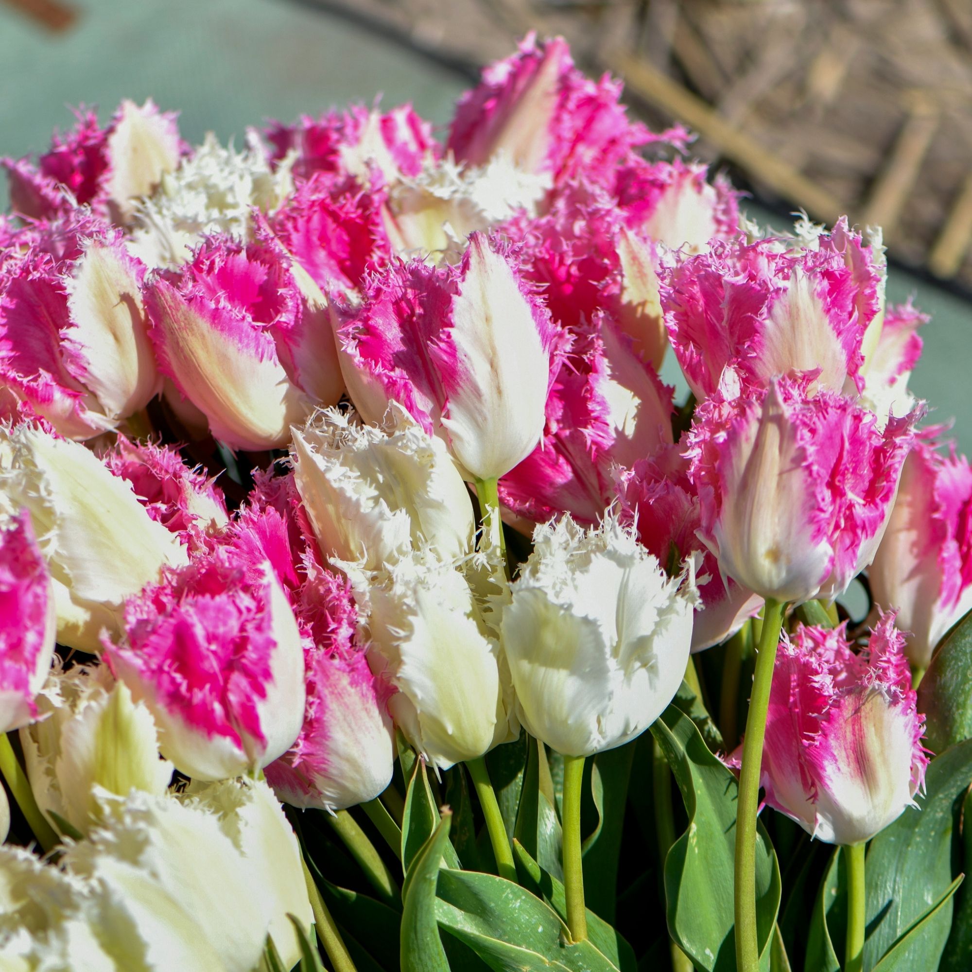 Tulip 'Strawberry Frost' Collection from Thompson &amp;amp; Morgan