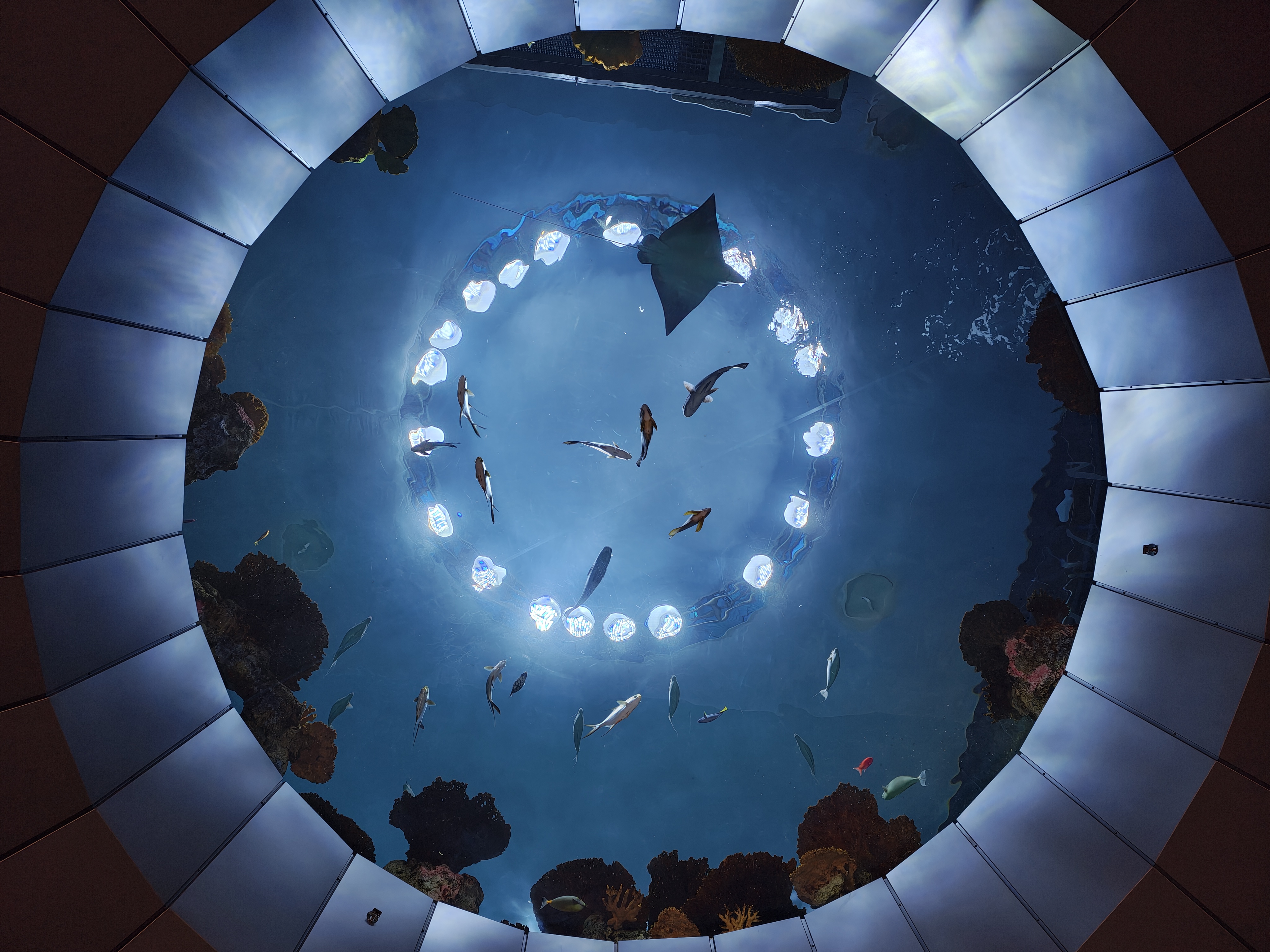 A circular aquarium opening with fish and a manta ray swimming