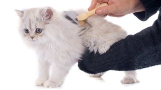 Persian kitten getting brushed