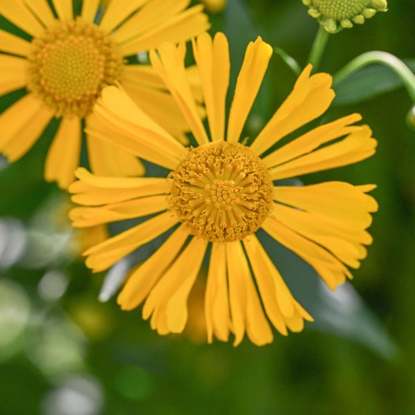 Common Sneezeweed - #1 Container