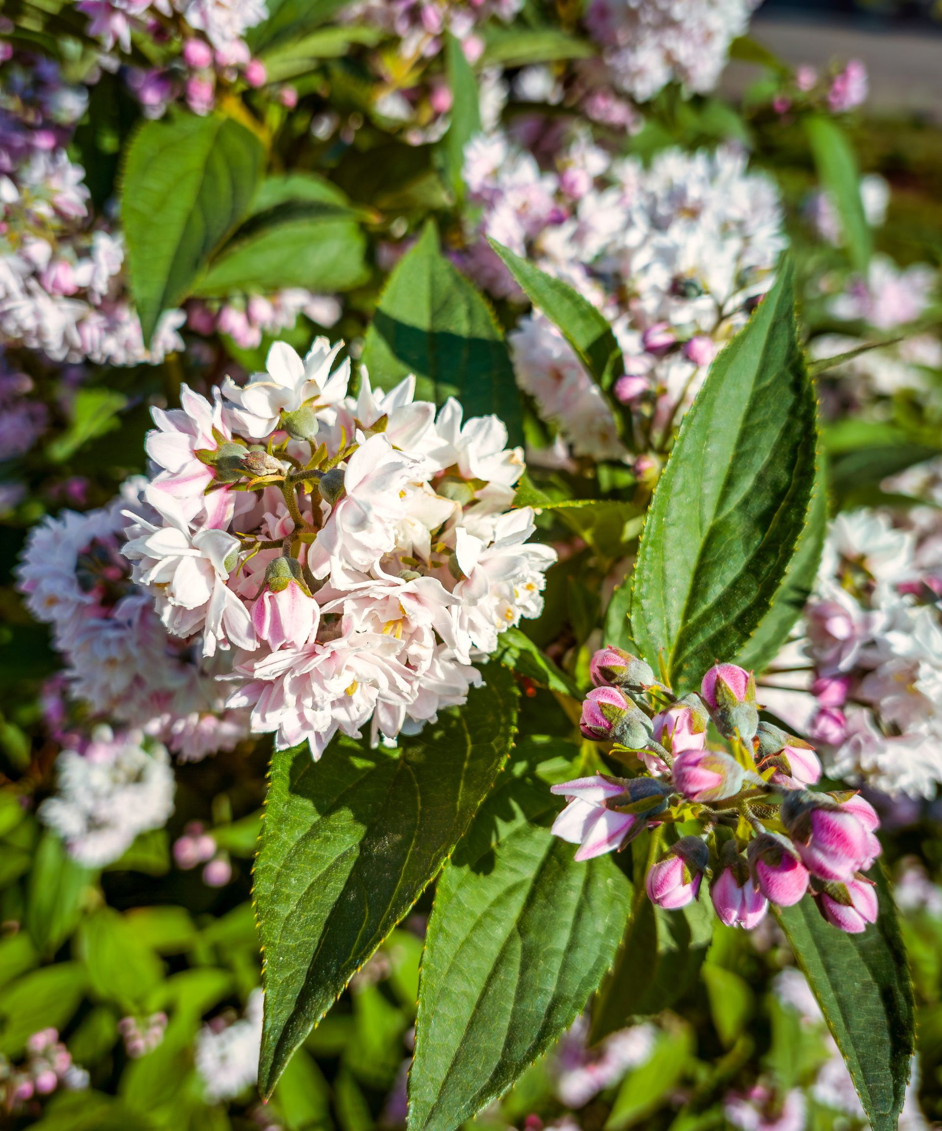 Deutzia shrub blooming in spring with white and pink flowers