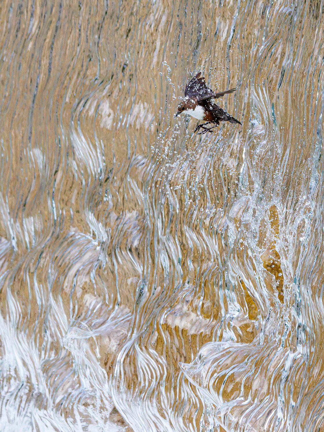 A winning image from the GDT Nature Photographer of the Year