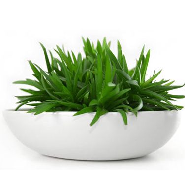 chic houseplants