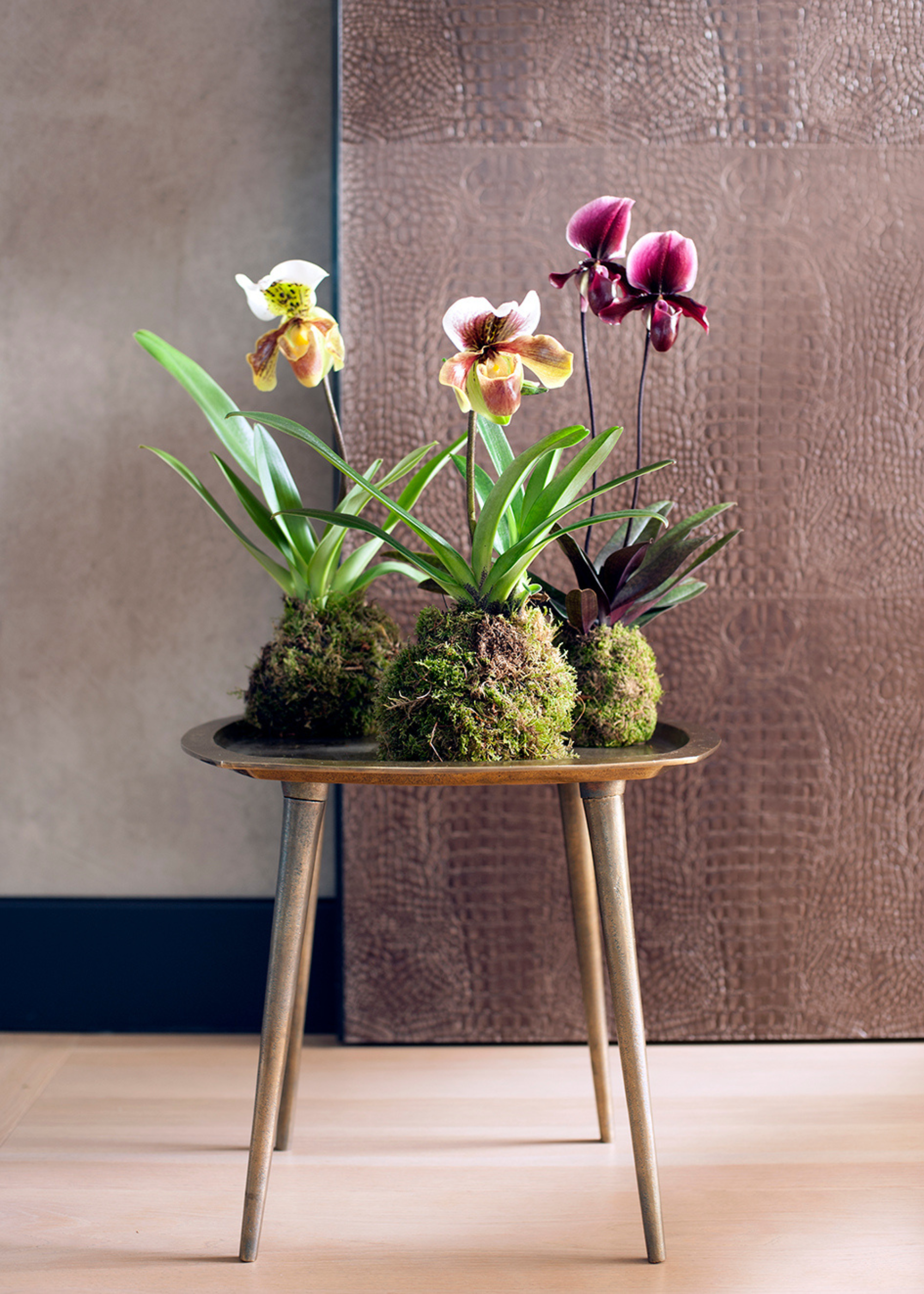A set of three kokedama orchids on a brass side table