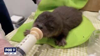 Dog rescues baby otter