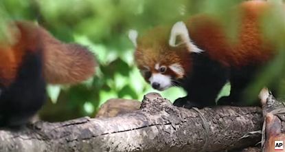 Red panda cubs in Chicago, before the Chicago Cubs won the World Series