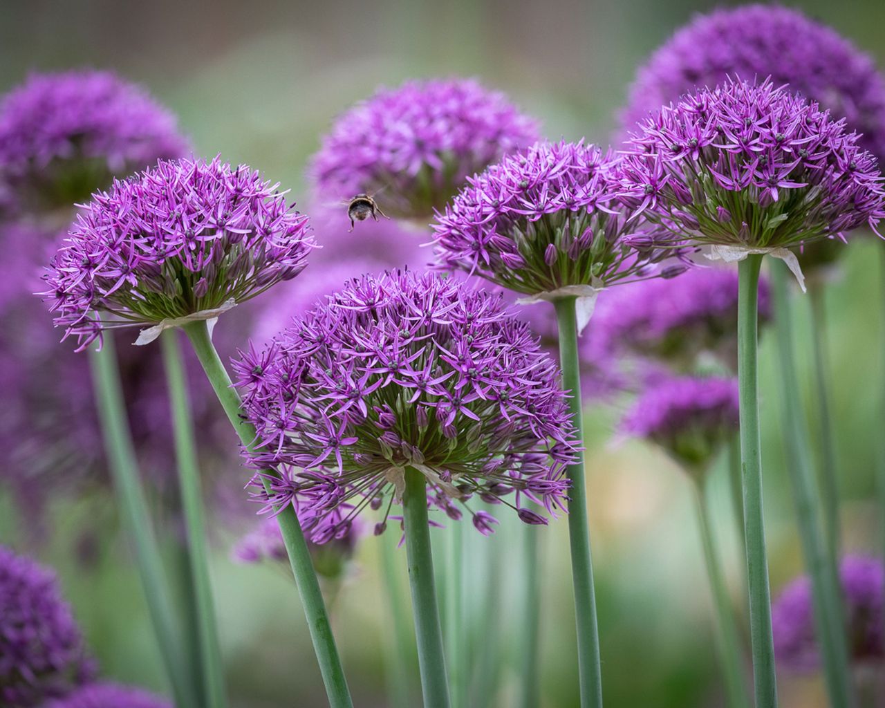 allium plants
