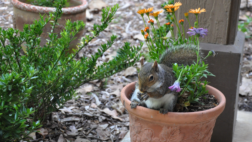 Grey squirrel sitting in flower pot