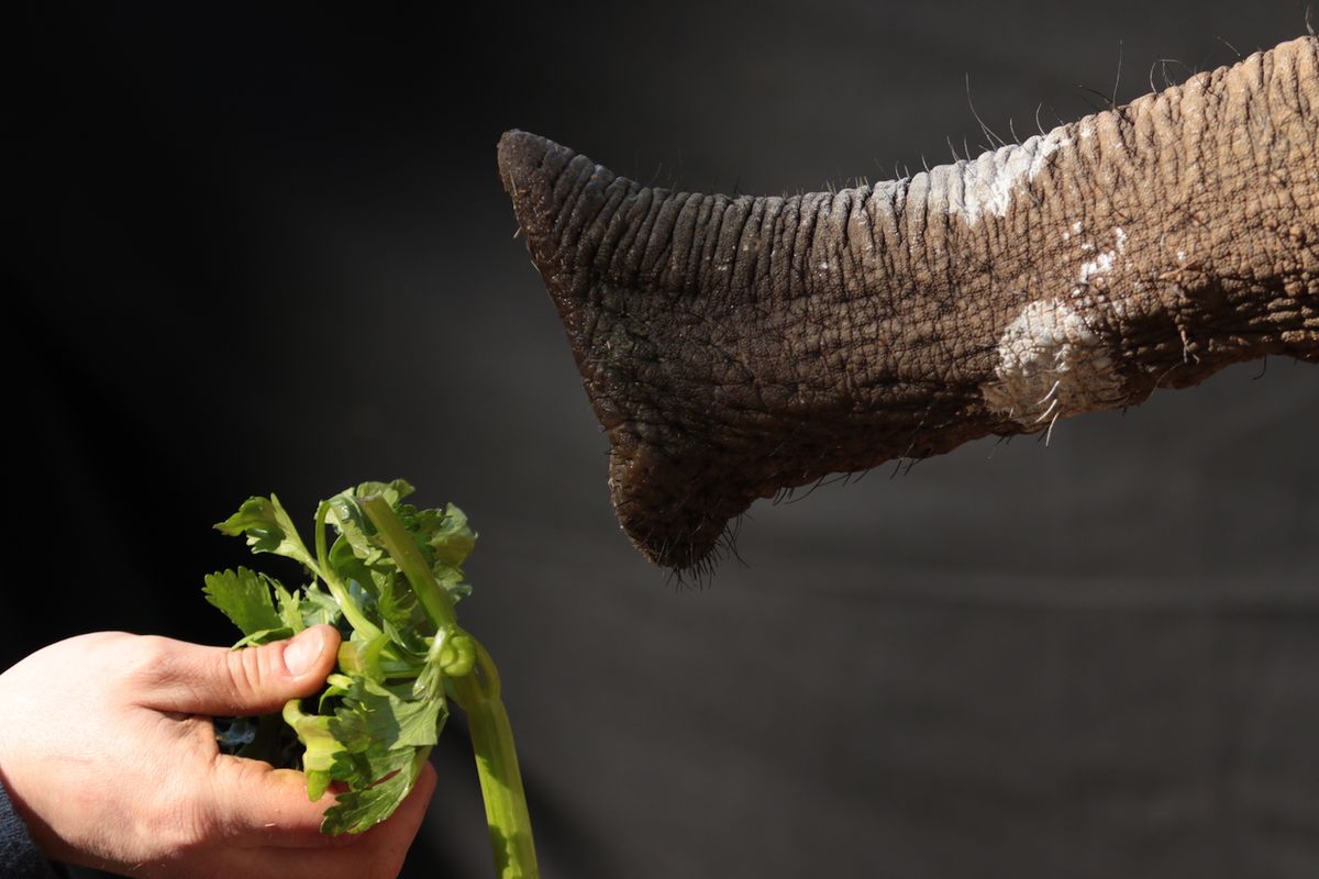 Skin: An Additional Tool for the Versatile Elephant Trunk