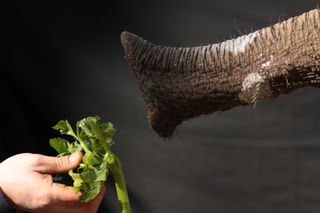 An elephant trunk reaching for a snack.