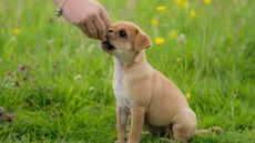 A pug puppy receiving a training treat for sitting