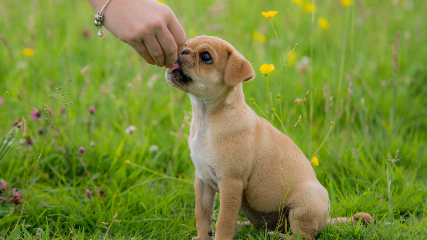 A pug puppy receiving a training treat for sitting