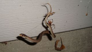 A young Eastern garter snake (Thamnophis sirtalis) finds itself in a bad situation in Douglas, Georgia.