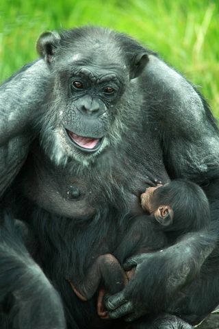 chimpanzee, belfast zoo