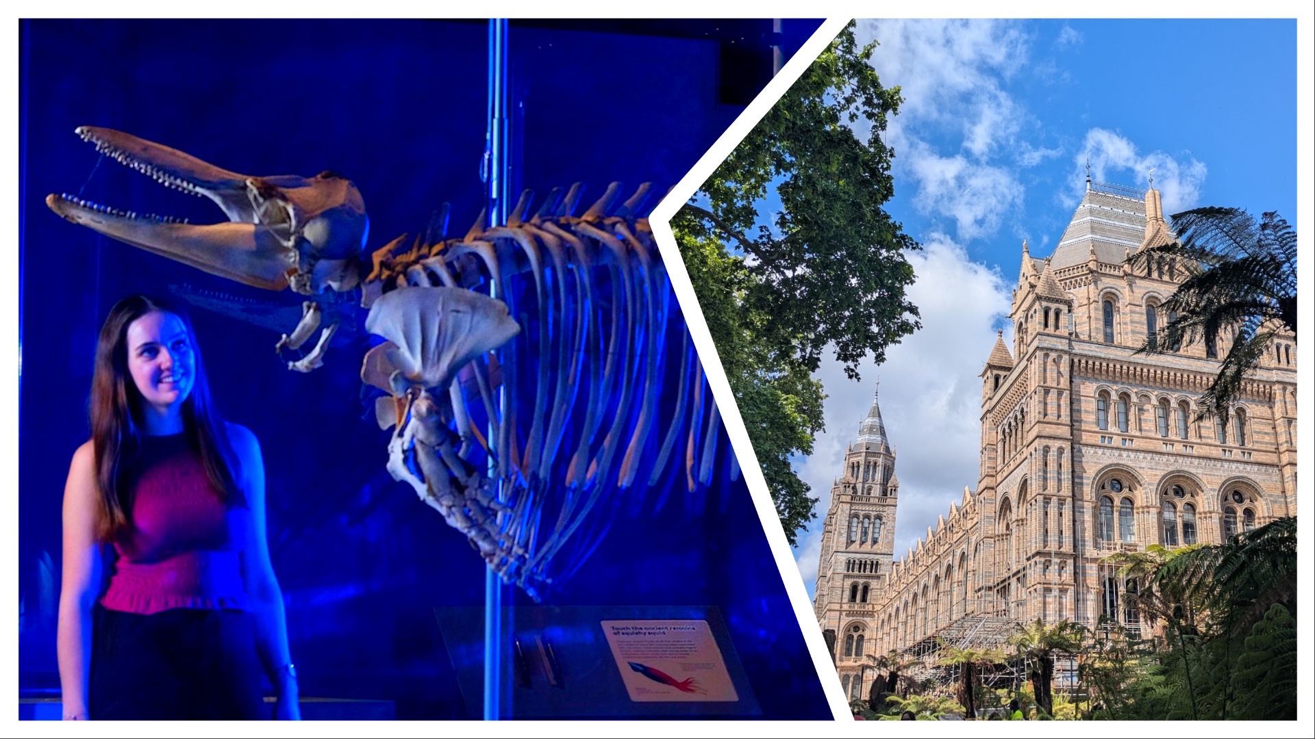 Natural History Museum's Jurassic Oceans exhibition