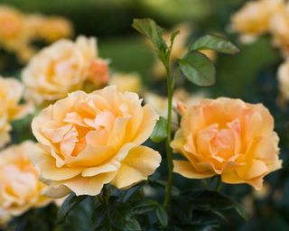 Apricot roses in bloom