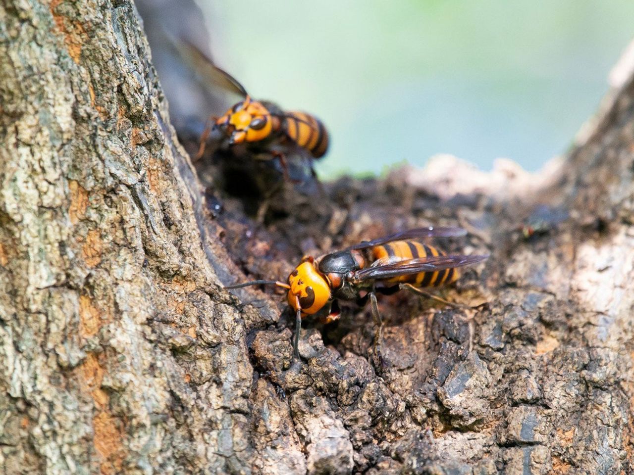 Two Vespa Mandarinia Hornets on a Tree