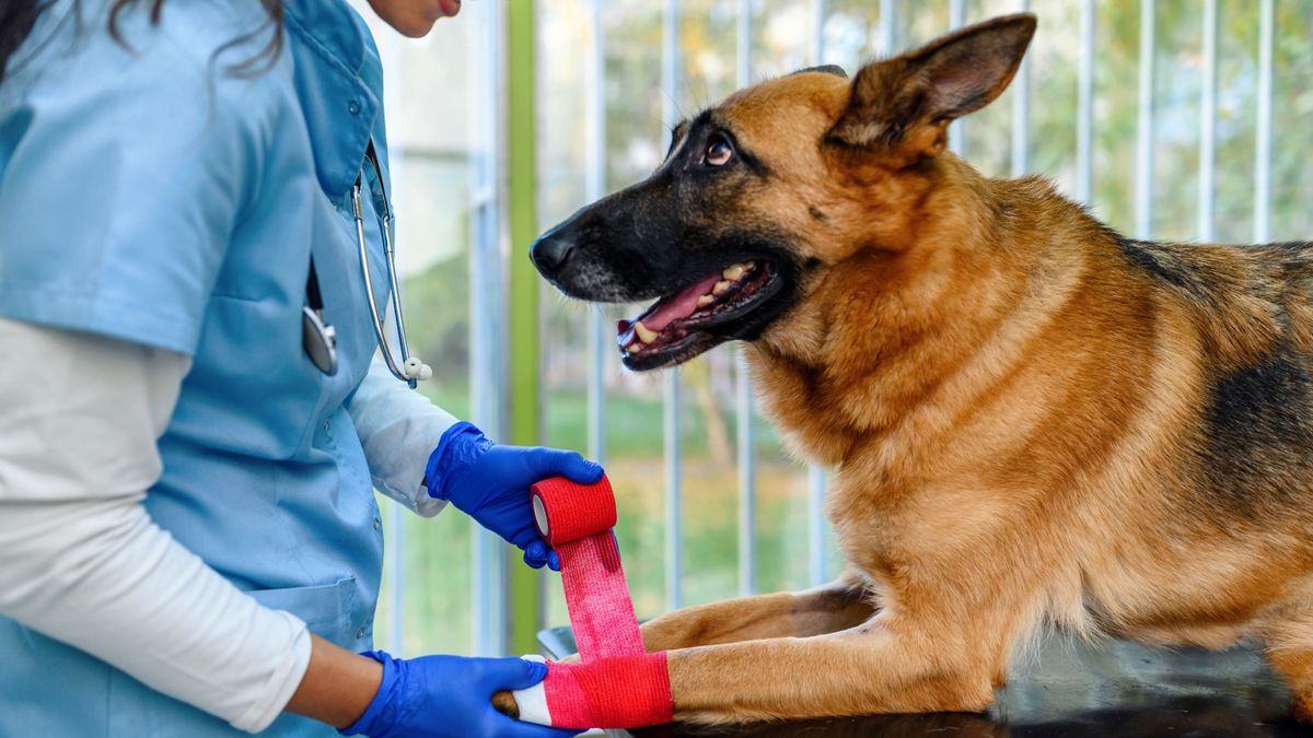 Veterinarian bandaging a paw of a dog lying on the table at veterinary clinic