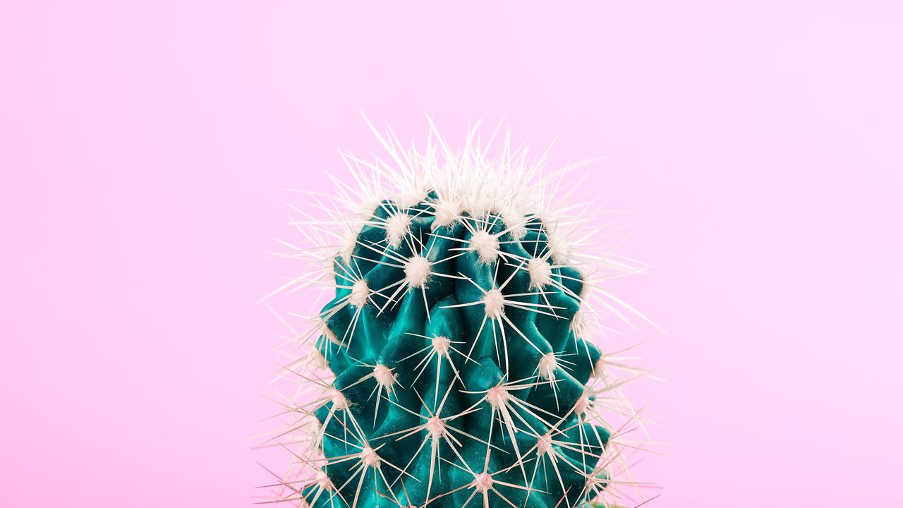 green cactus on pink background 