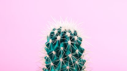 green cactus on pink background 
