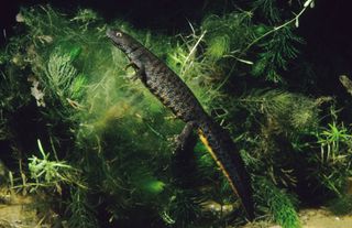 The Great Crested or Warty Newt is a feature of British ponds.