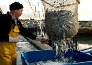 sardine fisherman