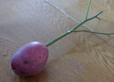 Rose Cutting Planted In A Potato