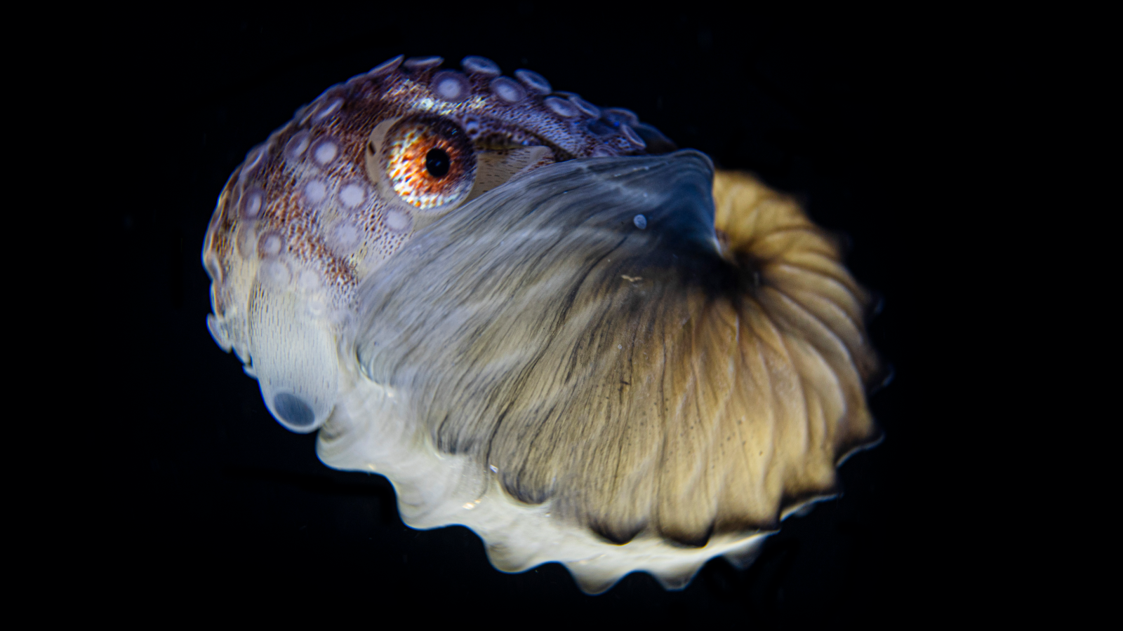 An argonaut octopus caught on camera while diving at night in Anilao, Philippines