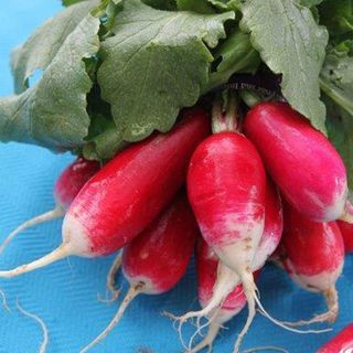 french breakfast radish 