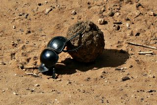 Dung beetles cleaned up after the dinosaurs.