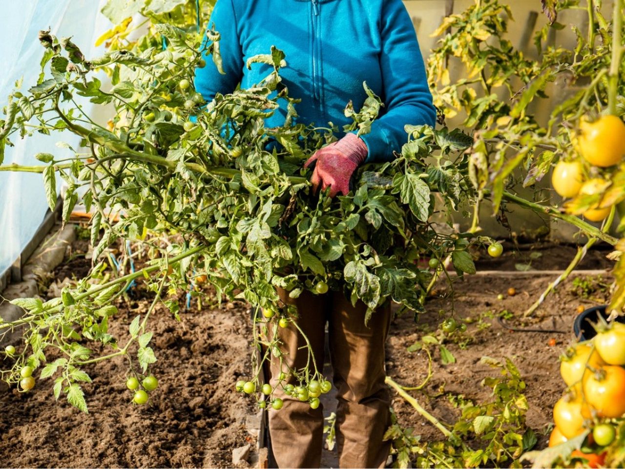 A gardener holds ripped up tomato plants in a greenhouse