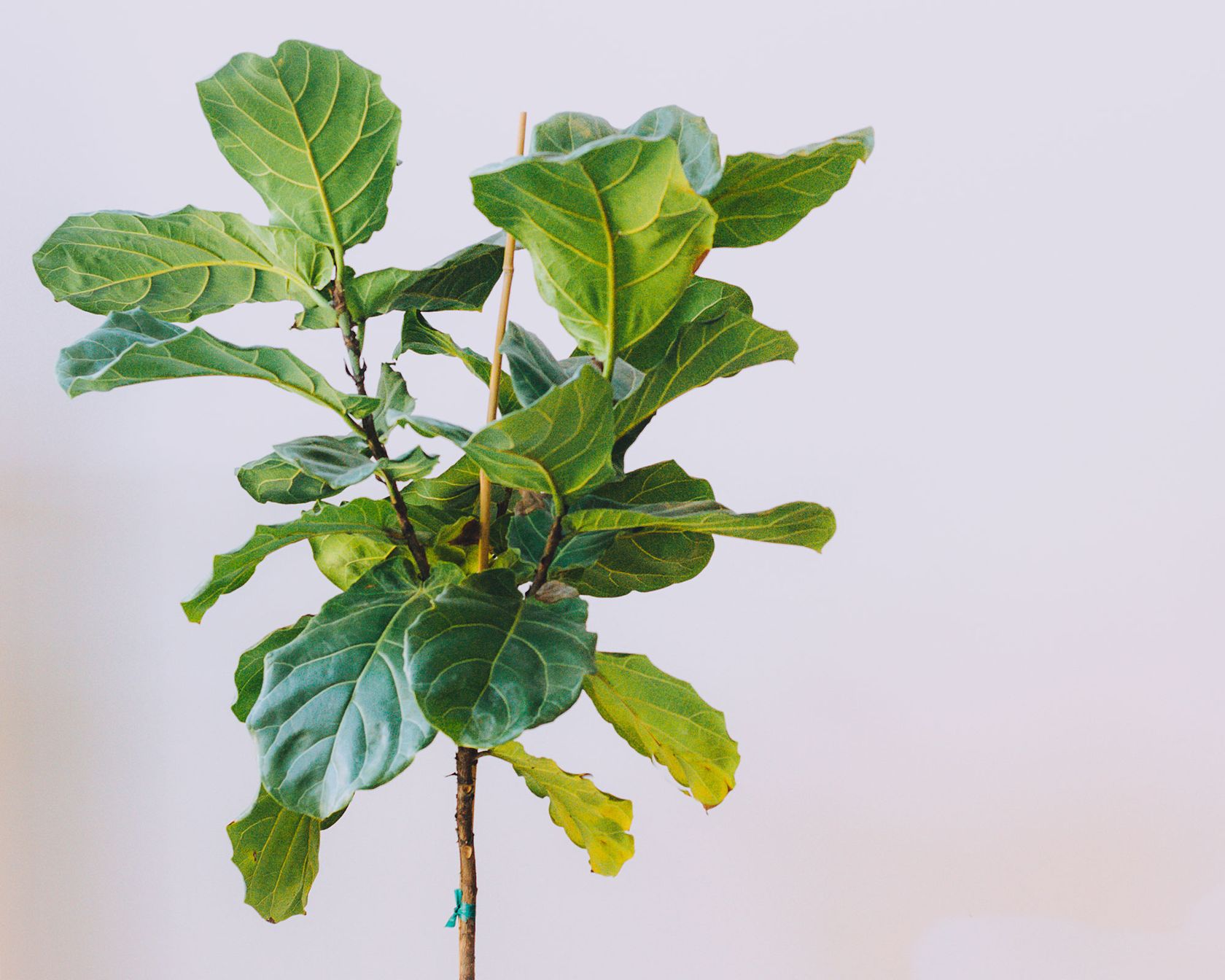 The hardest house plants to keep alive Homes & Gardens