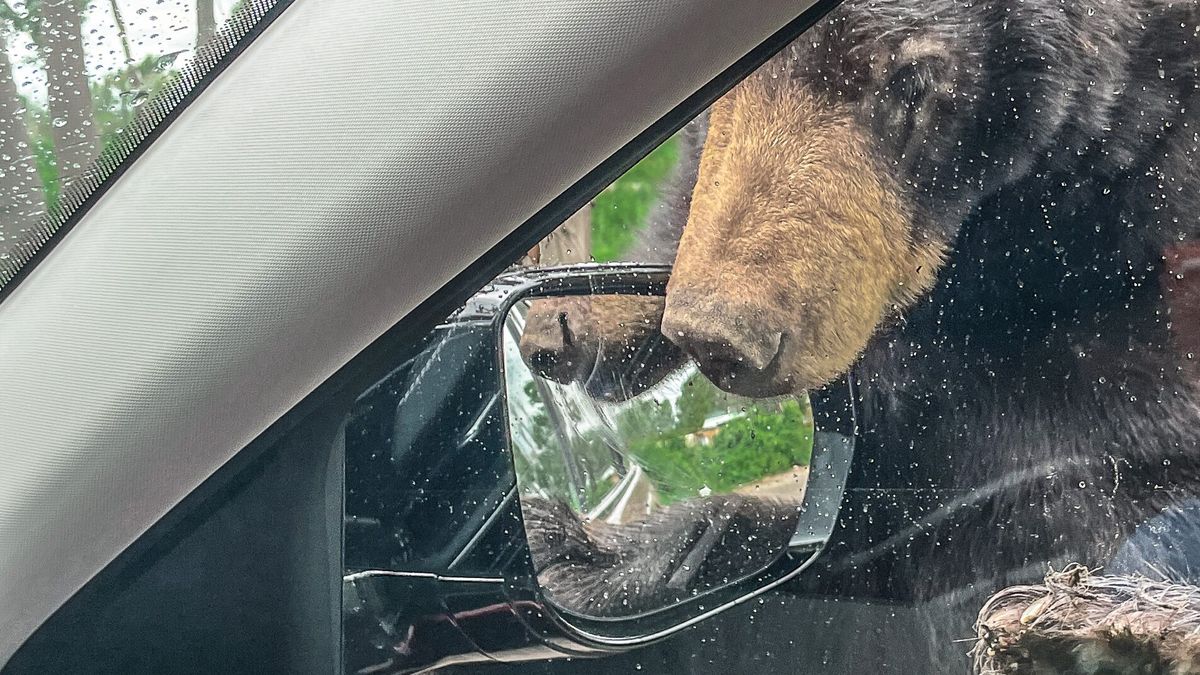 Bear investigating car side mirror