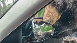 Bear investigating car side mirror