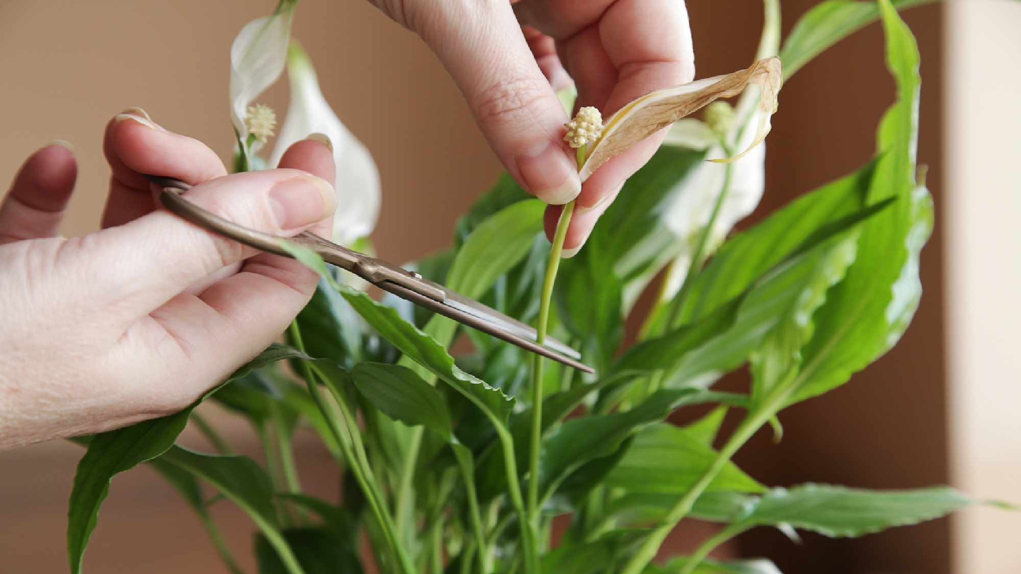 Pruning a peace lily