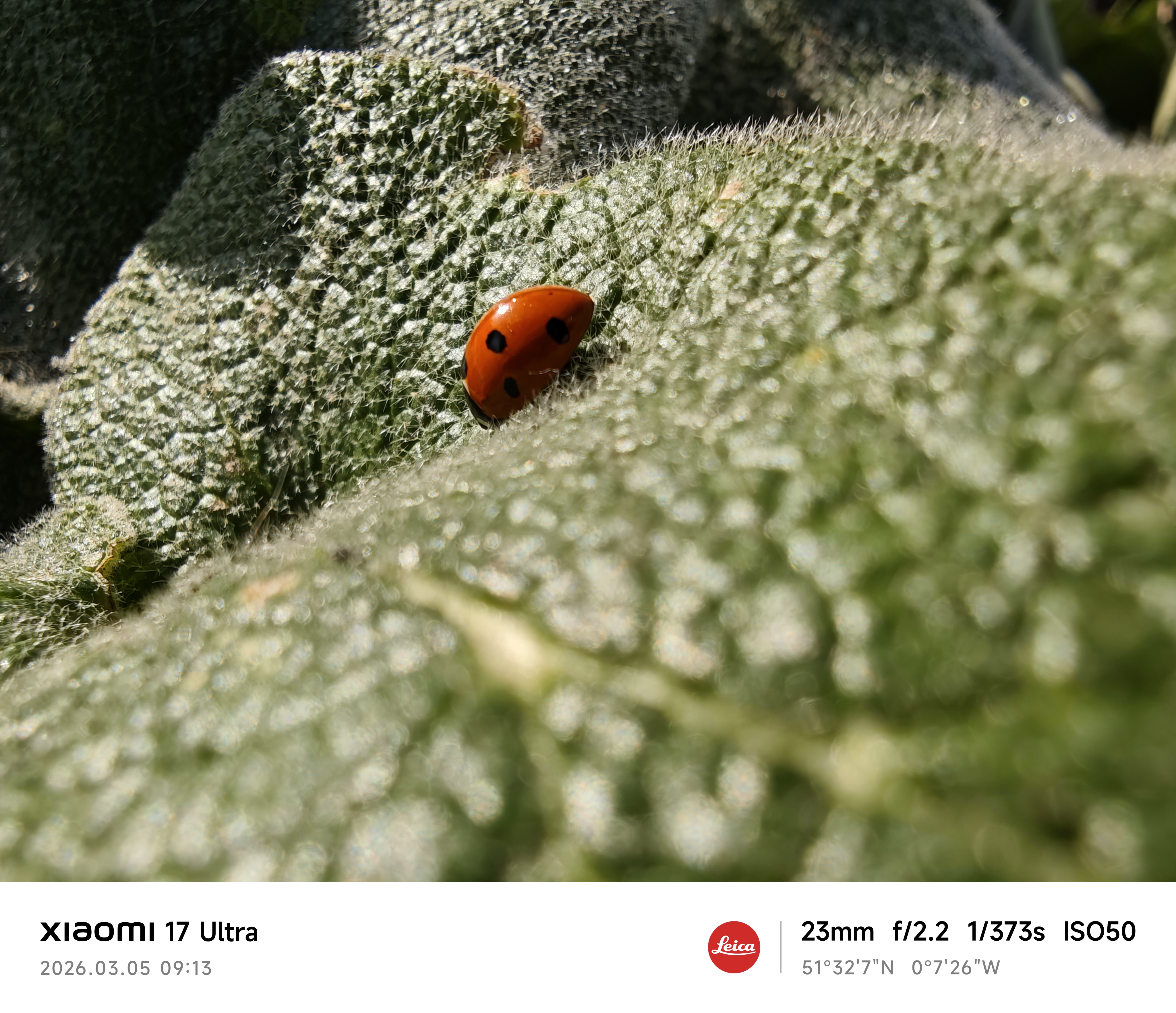 Xiaomi 17 Ultra camera sample ladybird macro zoom 1x