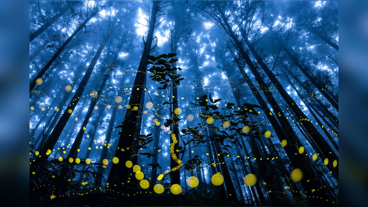 A luminescent forest