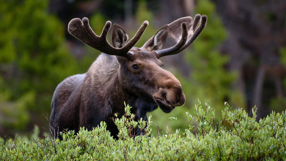 Bull moose in field