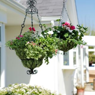 flower pots with hanging and white wall
