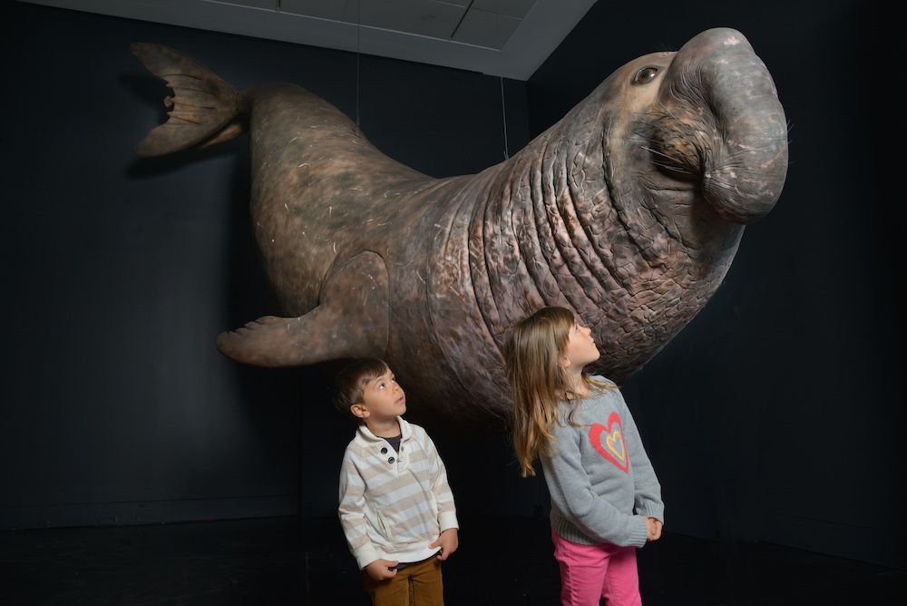 Elephant seal model