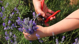 Lavender being harvested using red pruning shears